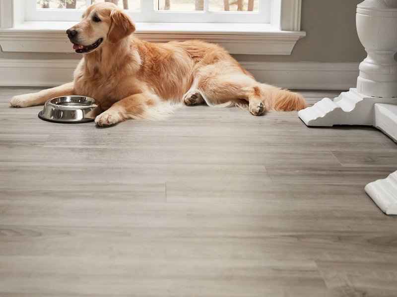 Golden retriever resting on vinyl floor